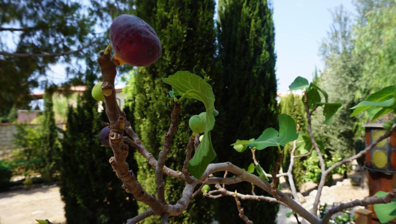Limnaria Gardens Paphos, Near Beach Dış mekan fotoğraf